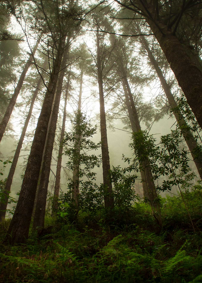 Divine Forest III