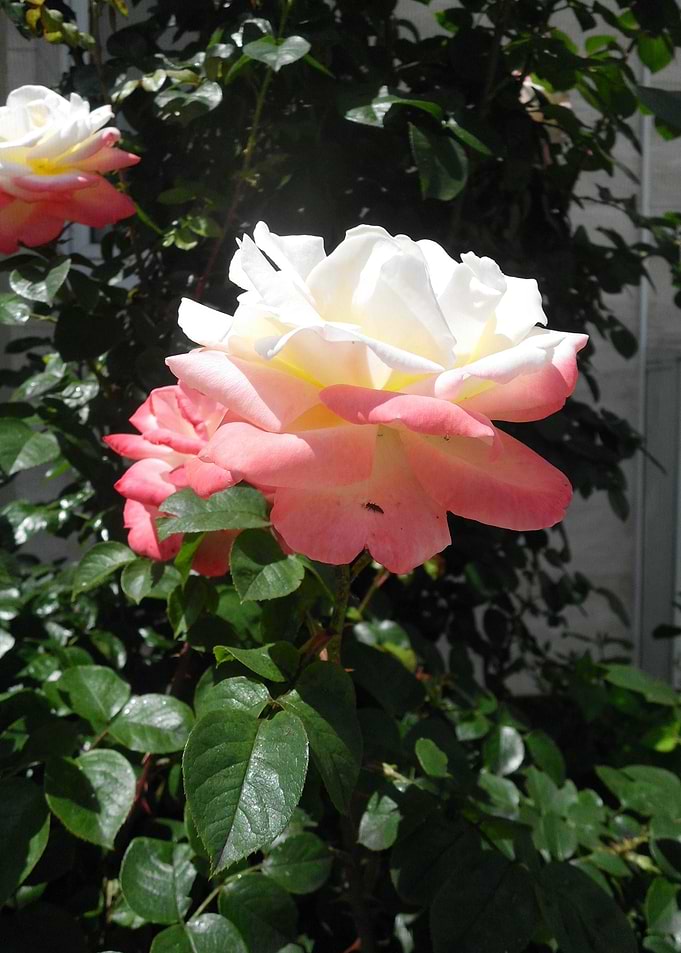 Rose simple beauty