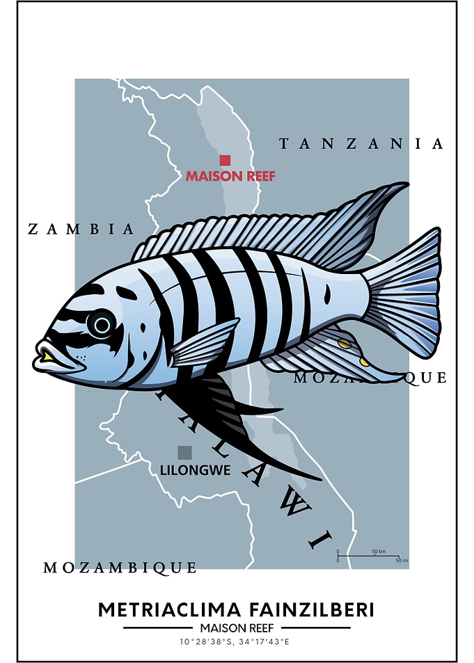 Metriaclima Maison Reef
