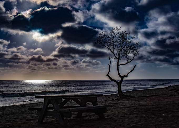 Tree by the ocean