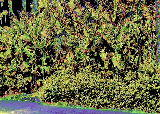 Tropical