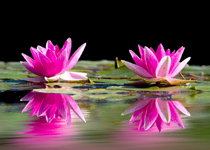 I Love Lotus Flower