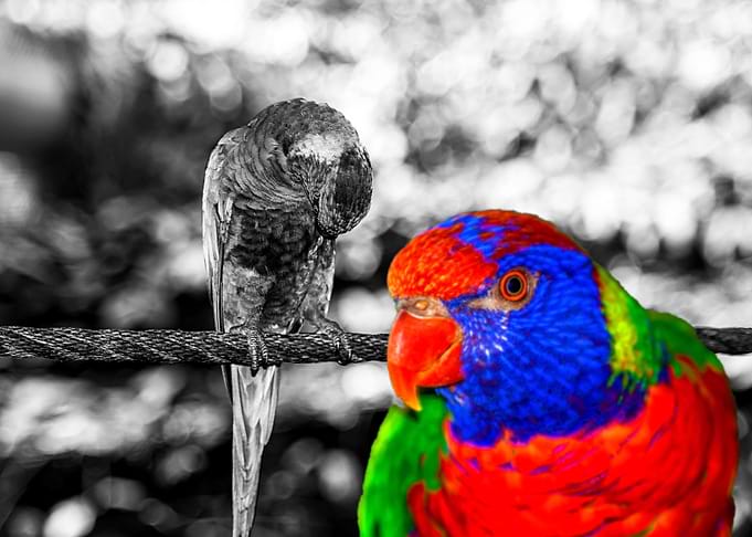 The bird in paradise