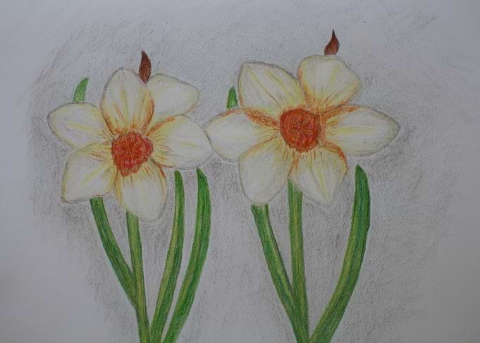 Daffodils