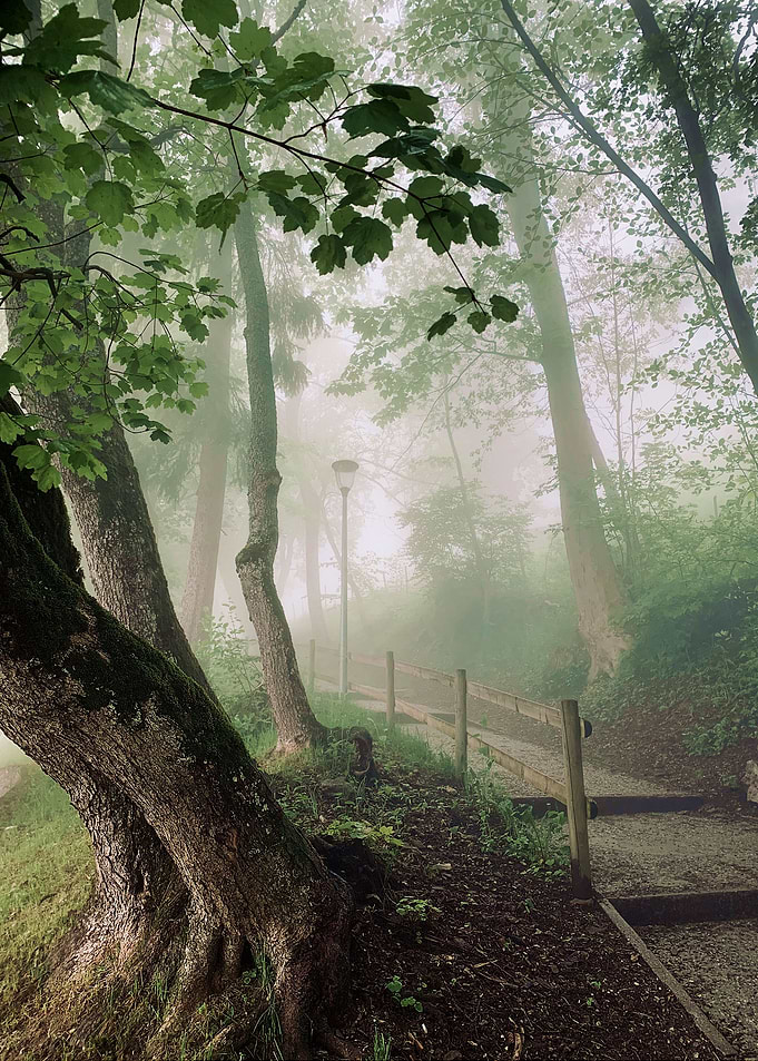 Forest Path Morning Mist 1