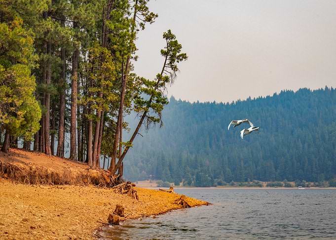 Swans over the lake