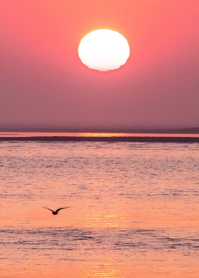 Red Norfolk Sunrise