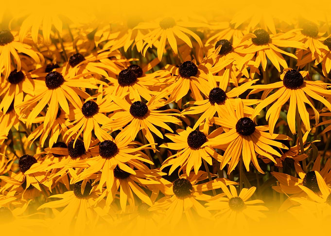 Rudbeckia Coneflowers
