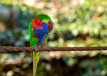 The sitting parrot