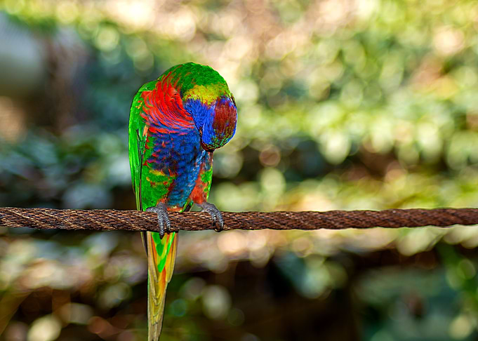 The sitting parrot