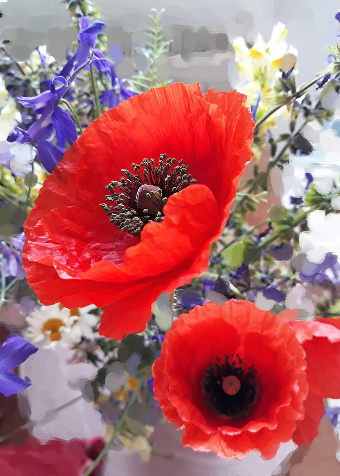Poppies under the rain
