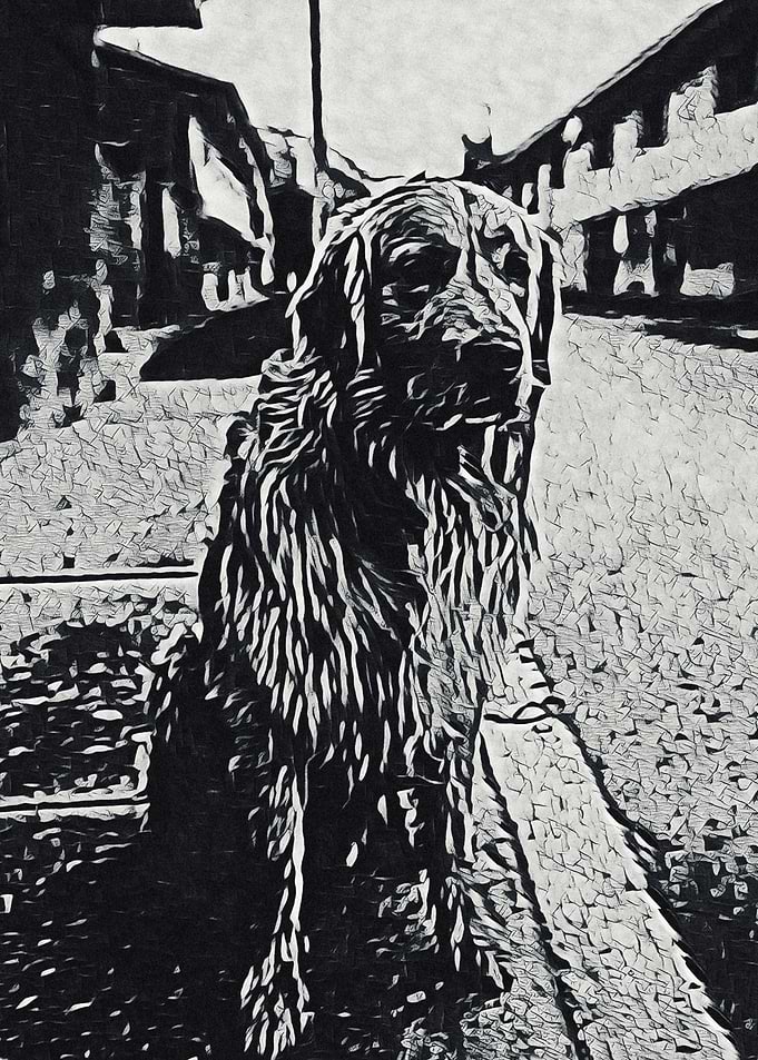 Street dog 1