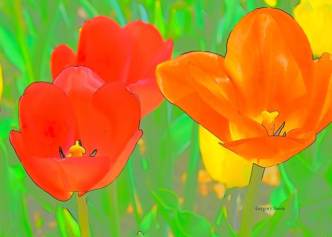 Tulips etched 5