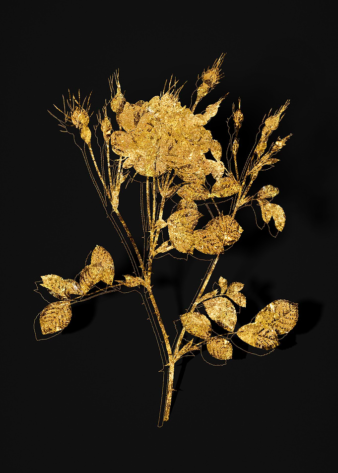 Gold Flora on Black