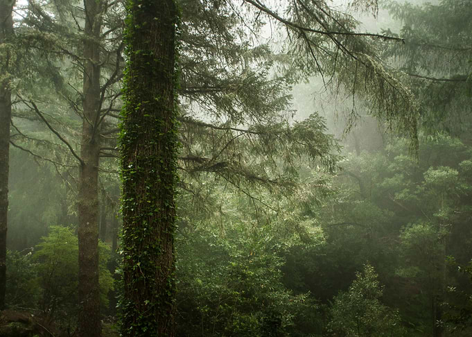 Divine Forest III