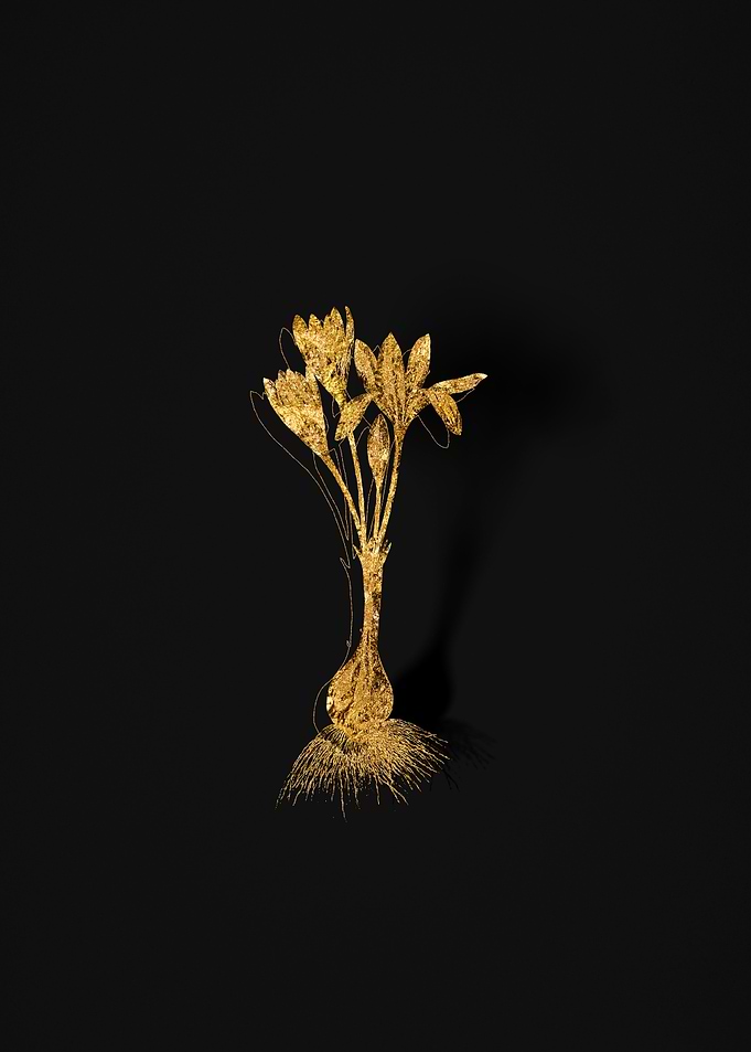 Gold Flora on Black