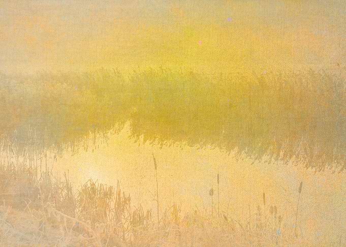 Golden Reeds