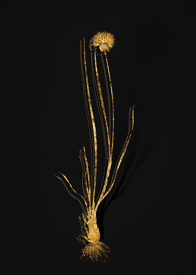 Gold Flora on Black
