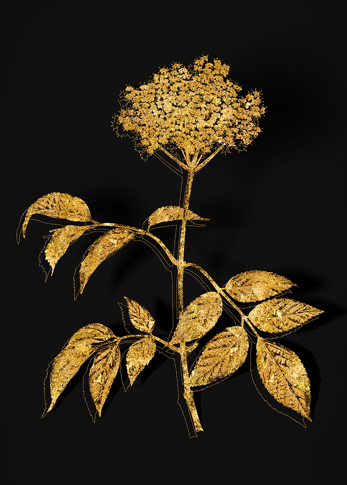 Gold Flora on Black