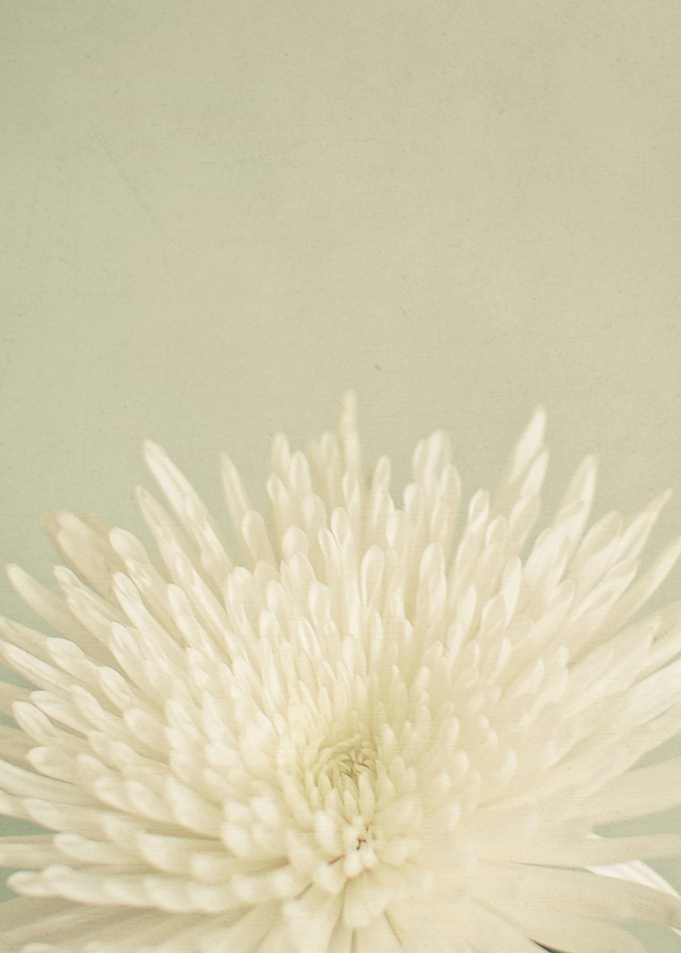 Pale Beauty