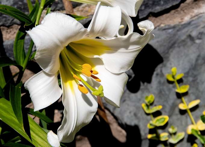 Madonna lily in garden
