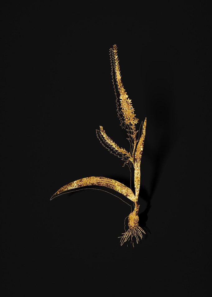 Gold Flower on Black