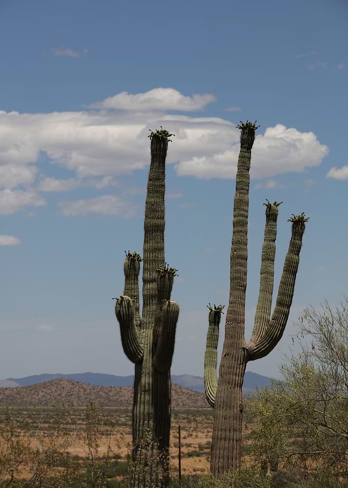 Organ Pipe Cactus