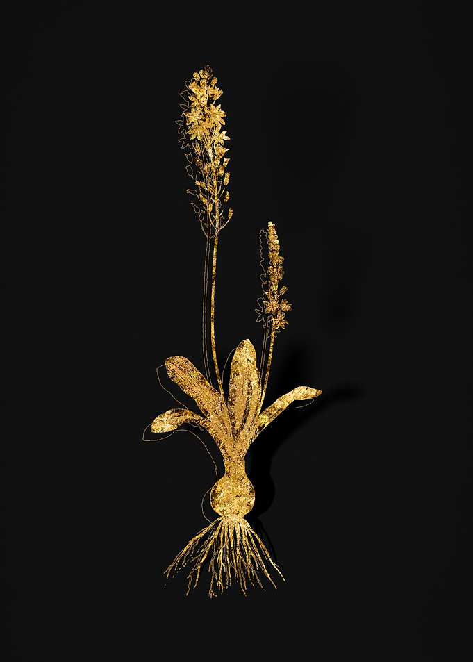 Gold Flower on Black