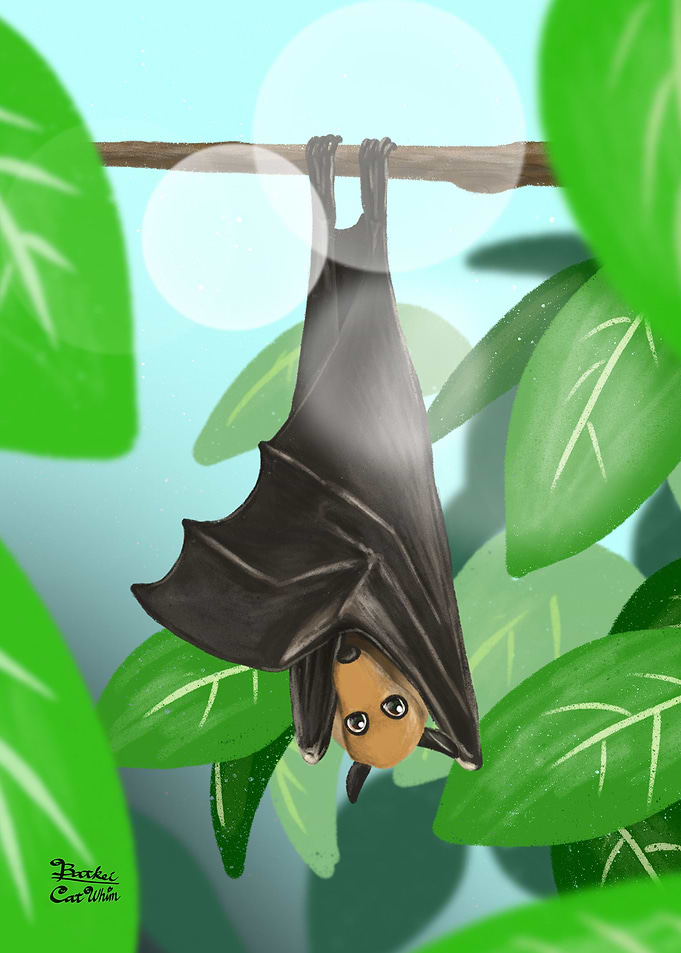 Pteropus