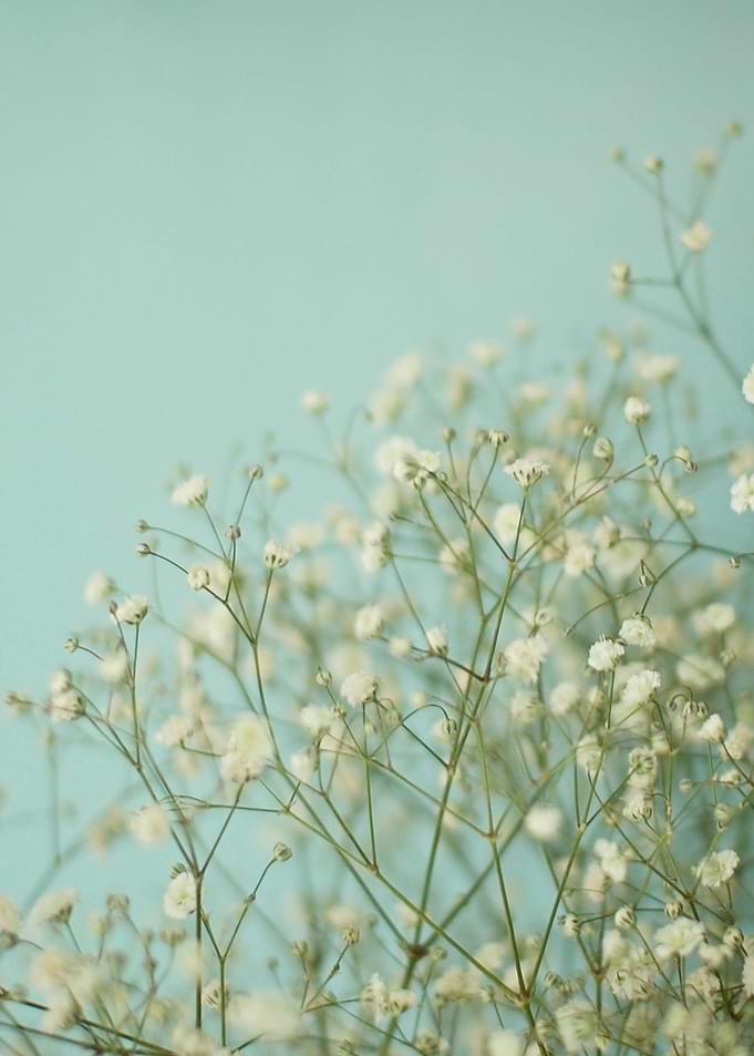 Baby Blue