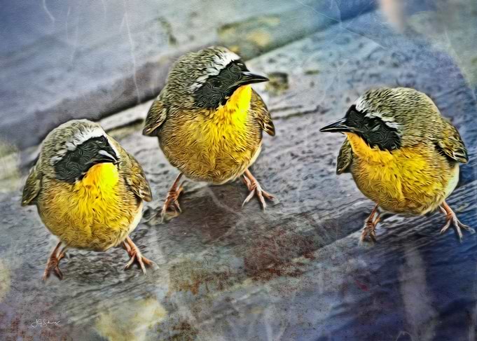 Three Amigos