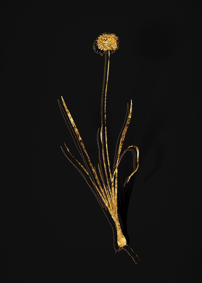 Gold Flora on Black