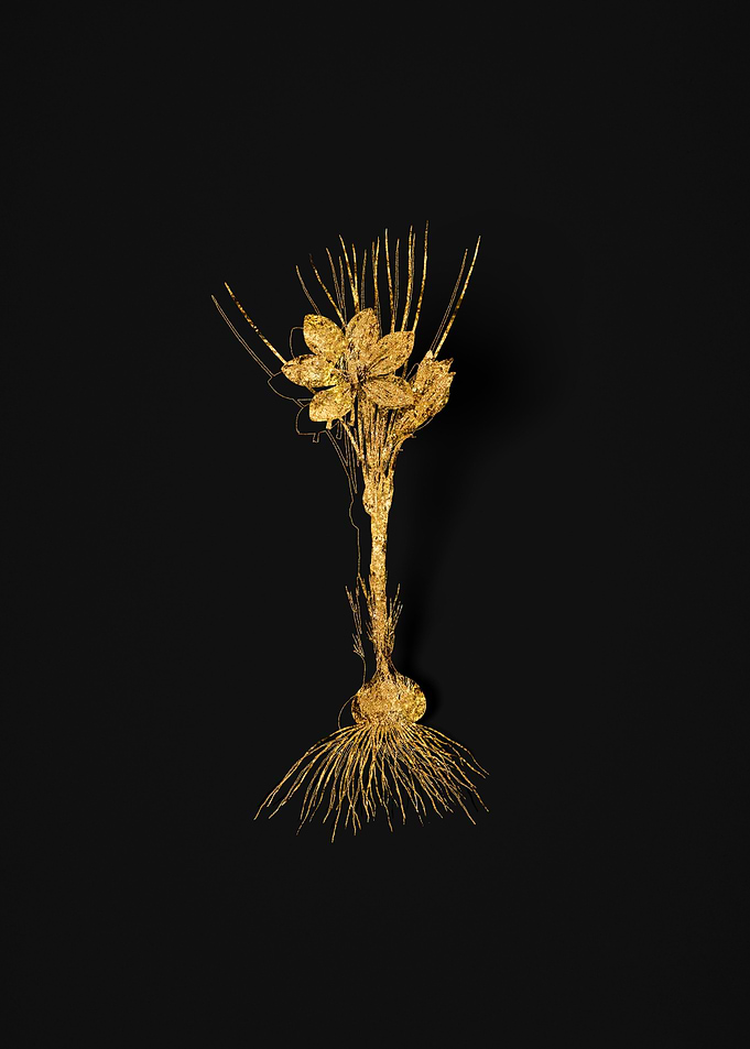 Gold Botanical on Black