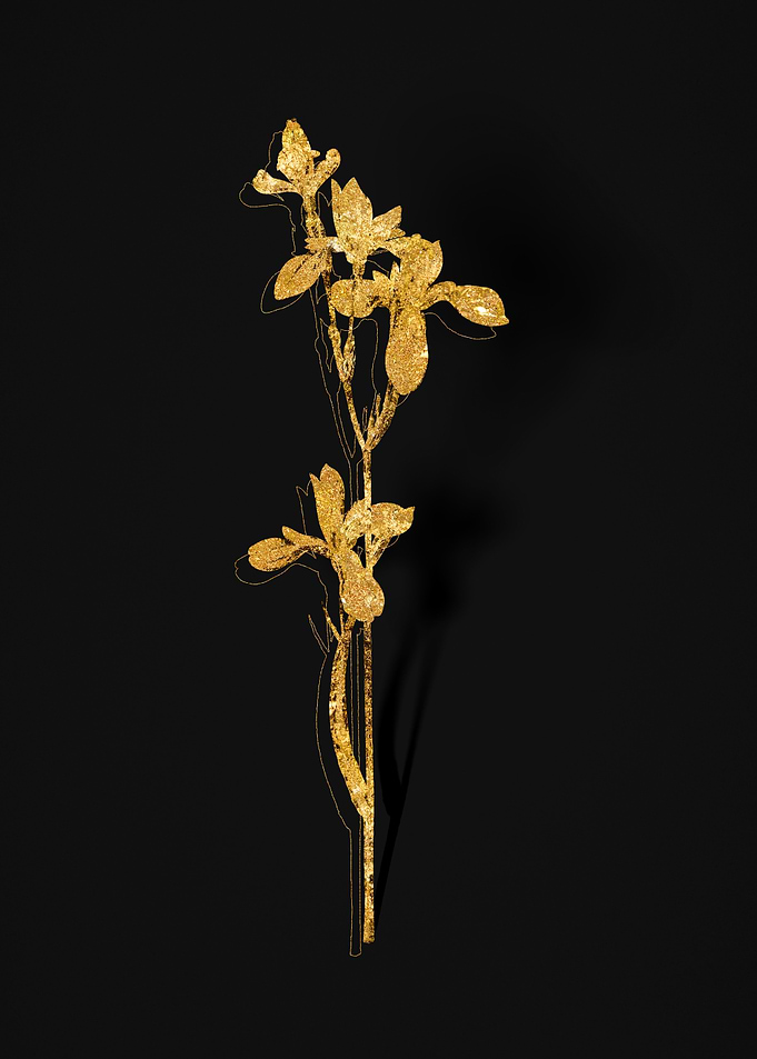Gold Flower on Black