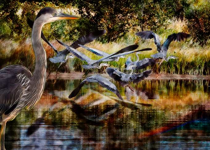 Blue Heron