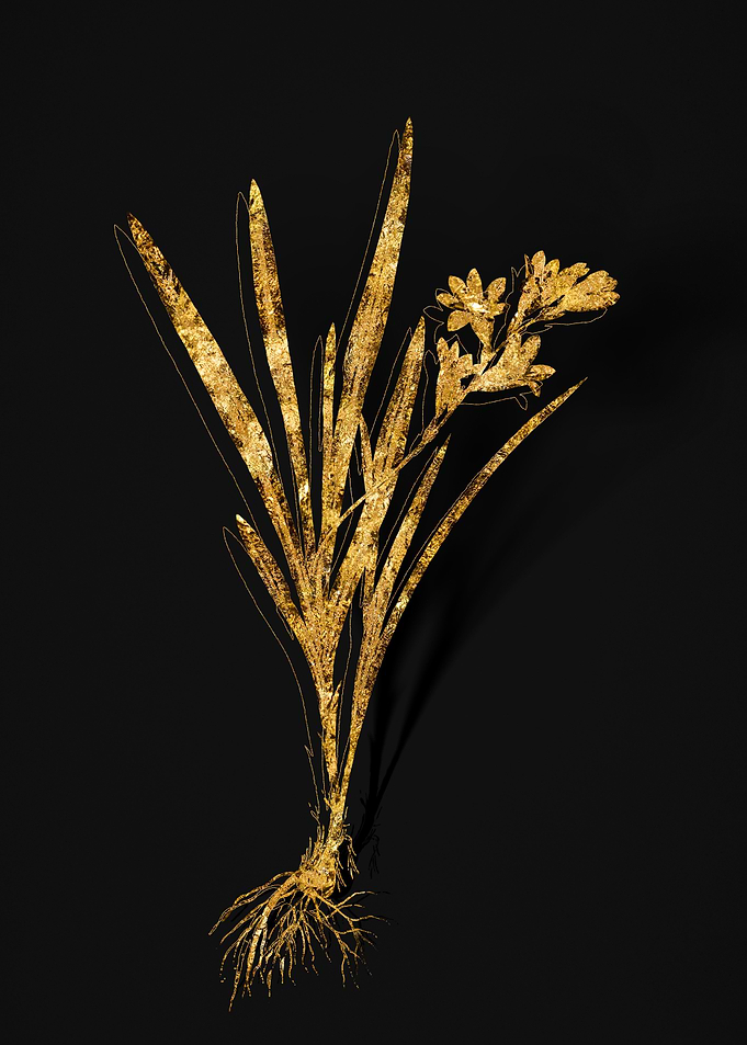 Gold Flower on Black