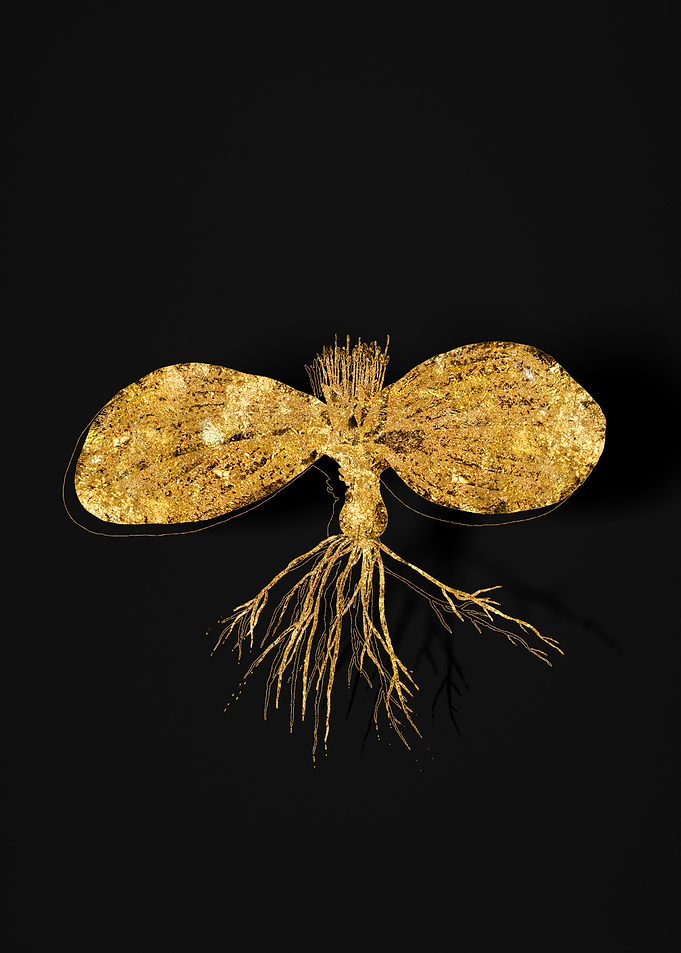 Gold Flora on Black