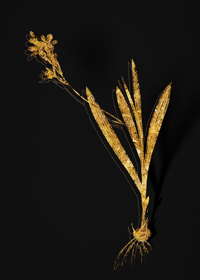 Gold Floral on Black