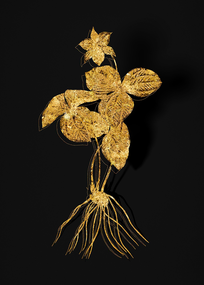Gold Botanical on Black