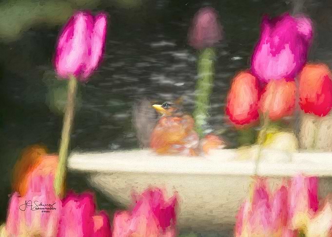 Bathing Robin