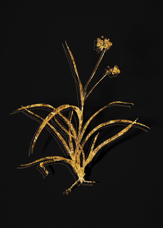 Gold Flower on Black