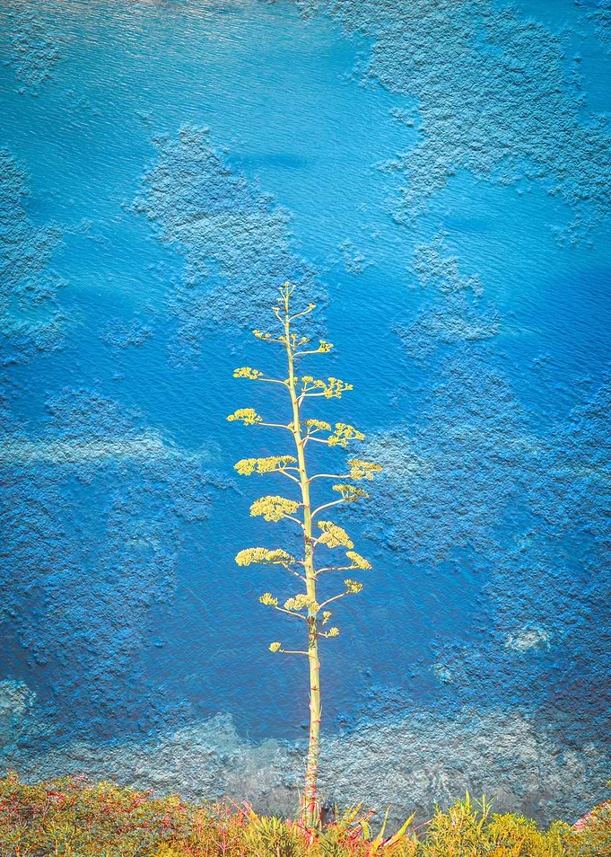 Agave americana