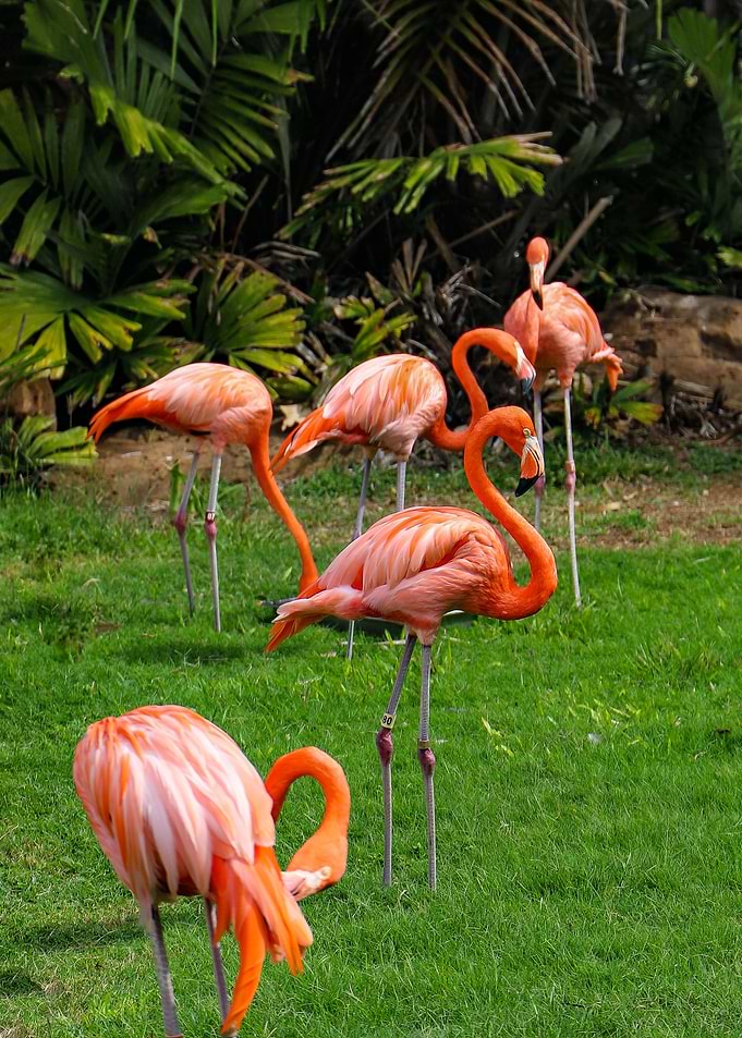Flamingoes By The Beach