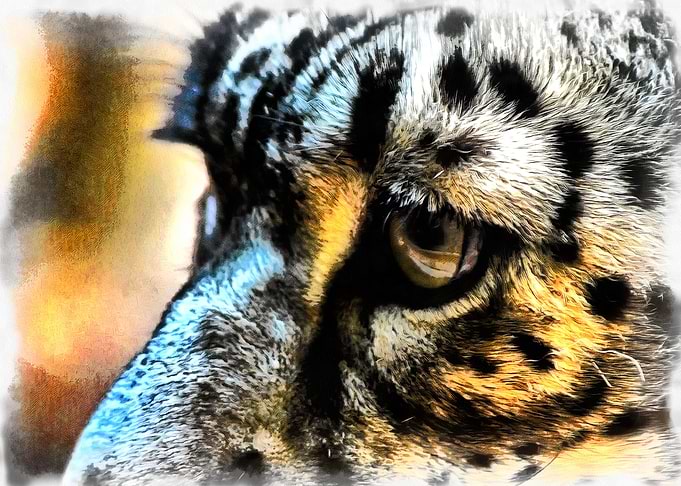 Eye of Cat