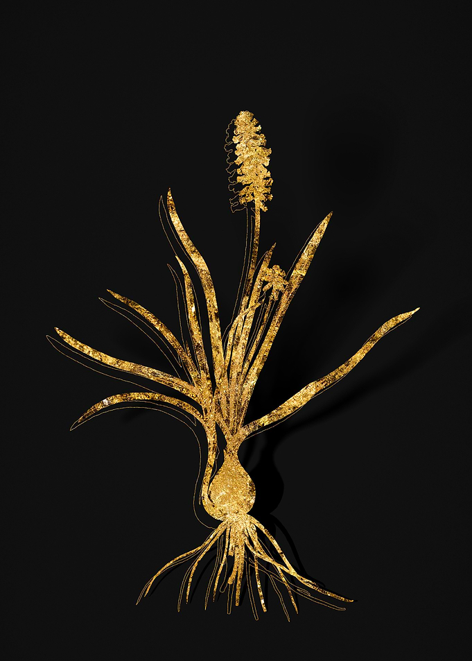Gold Flora on Black