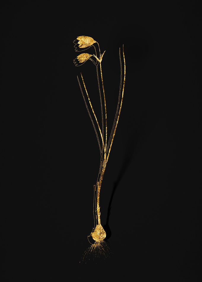 Gold Flower on Black