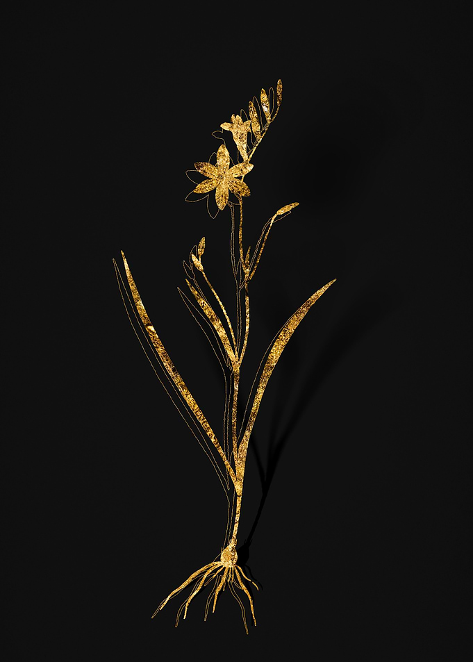 Gold Flora on Black