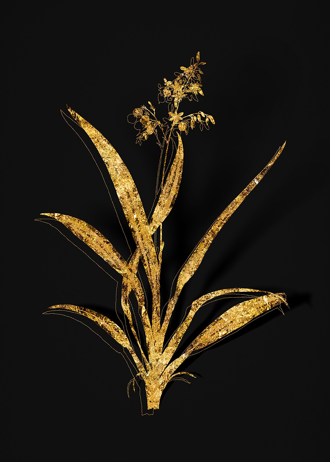 Gold Floral on Black