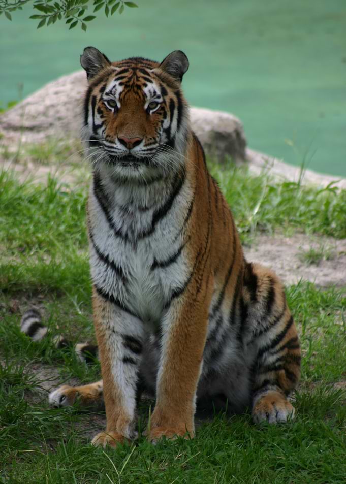 Bengal Tiger