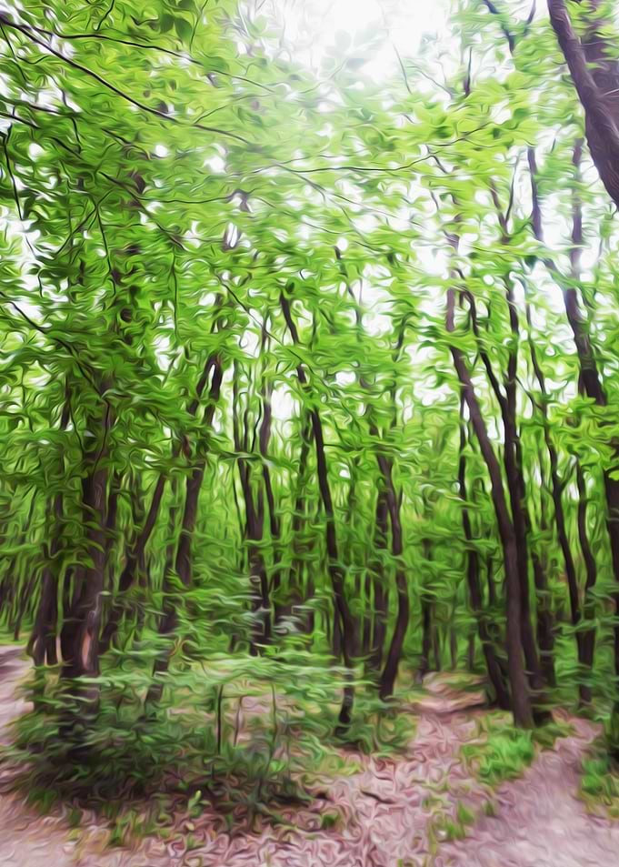 The forest